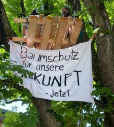 Brauchen wir eine Baumschutzverordnung für die Stadt Günzburg?