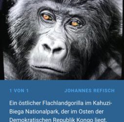 Der Mensch und das Schicksal der Menschenaffen